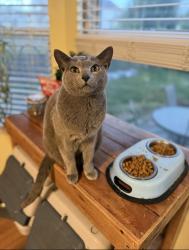 Lost Male Cat last seen Hines and Thistle. Berkley Point, Gahanna, OH 43230