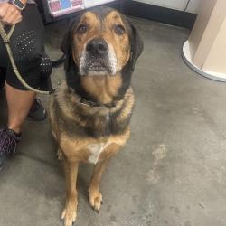 Shelter Stray Male Dog last seen , 3607 N Armenia Ave, Tampa, FL 33607, USA