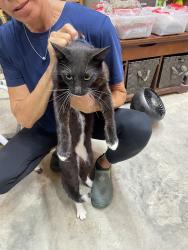 Found/Stray Female Cat last seen Holly Grove School Rd, Seven Lakes, NC 27376
