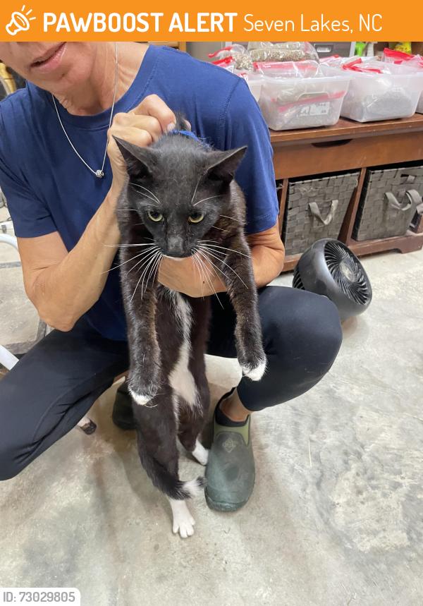 Found/Stray Female Cat last seen Holly Grove School Rd, Seven Lakes, NC 27376
