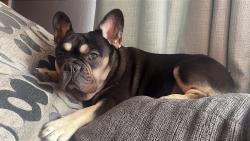 Lost Male Dog last seen Church and maple , Fresno, CA 93725