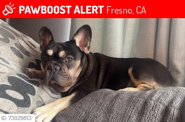 Lost Male Dog last seen Church and maple , Fresno, CA 93725