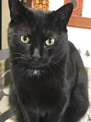 Lost Male Cat last seen Wall Street , Richmond Ave, Park Avenue, Syracuse, NY 13204