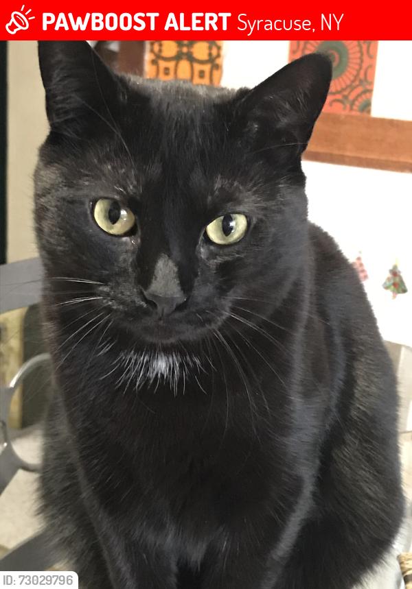 Lost Male Cat last seen Wall Street , Richmond Ave, Park Avenue, Syracuse, NY 13204