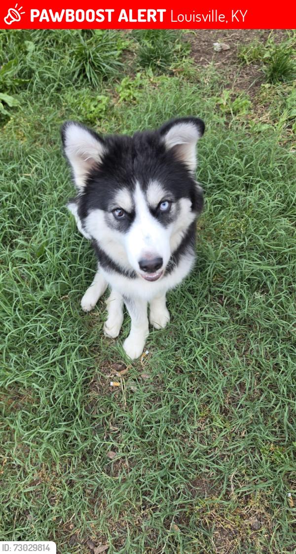 Lost Female Dog last seen 3th st, Louisville, KY 40214