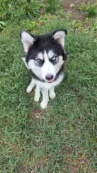 Lost Female Dog last seen 3th st, Louisville, KY 40214