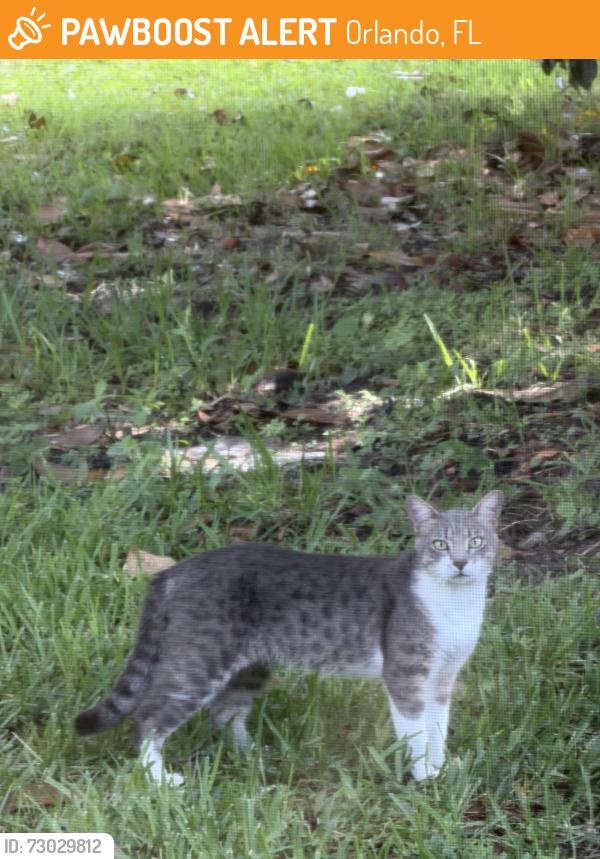 Found/Stray Unknown Cat last seen Gray Eagle drive / Gifford blvd, Orlando, FL 32821