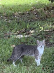 Found/Stray Unknown Cat last seen Gray Eagle drive / Gifford blvd, Orlando, FL 32821