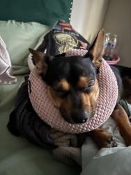 Lost Male Dog last seen N Brundage Ave , Farmersville, CA 93223