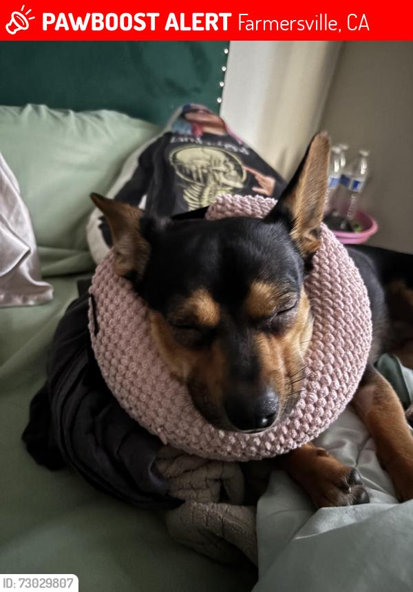 Lost Male Dog last seen N Brundage Ave , Farmersville, CA 93223