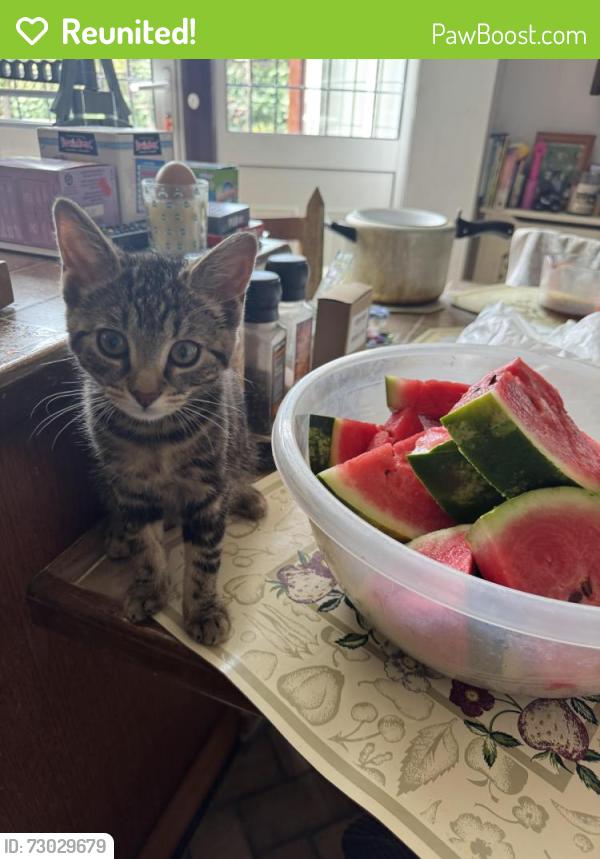 Reunited Female Cat last seen Purcells avenue red lamppost , Greater London, England HA8 8DP