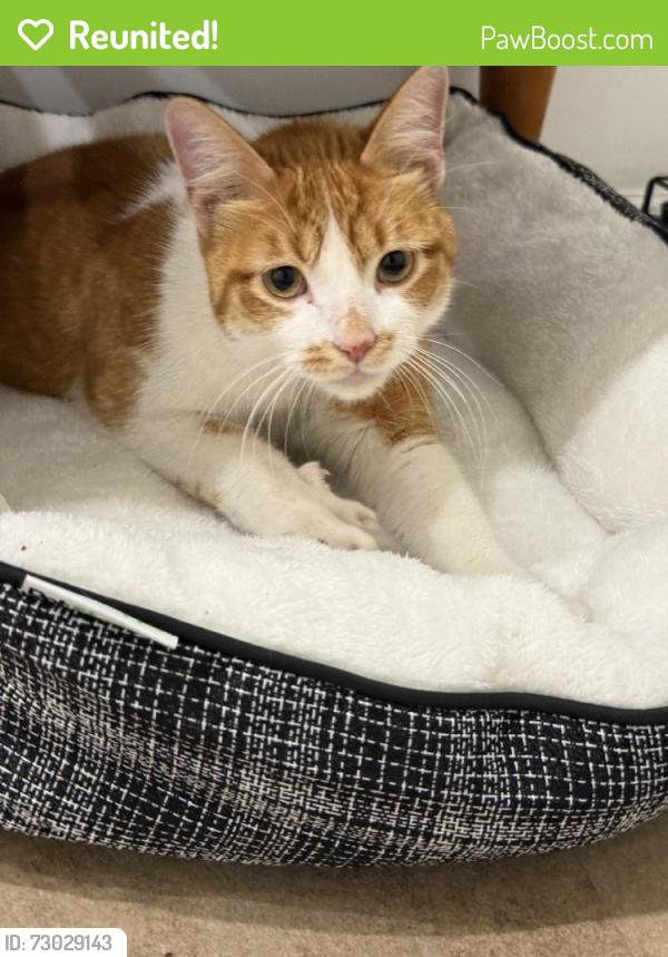 Reunited Male Cat last seen Near W North Ave, Chicago, IL 60647, USA, Chicago, IL 60647