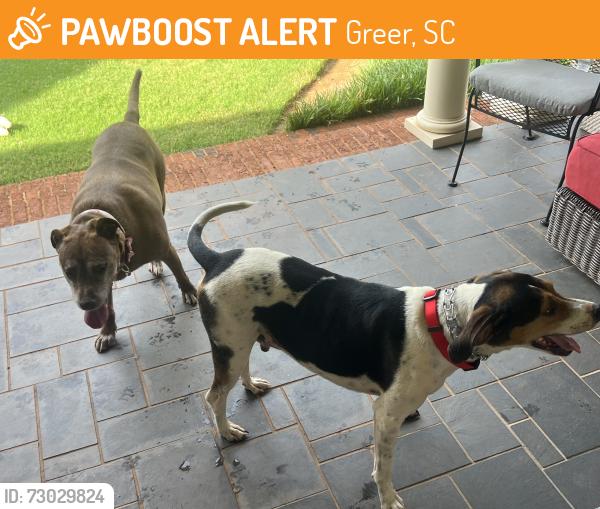 Found/Stray Male Dog last seen Rubiwood circle, Greer, SC, Greer, SC 29651