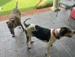 Found/Stray Male Dog last seen Rubiwood circle, Greer, SC, Greer, SC 29651