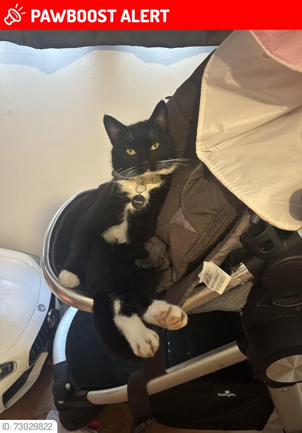 Lost Male Cat last seen Thurleigh, Thurleigh, England MK44