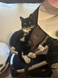 Lost Male Cat last seen Thurleigh, Thurleigh, England MK44