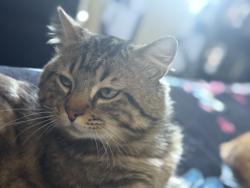 Lost Male Cat last seen Stockton blv, Sacramento, CA 95824