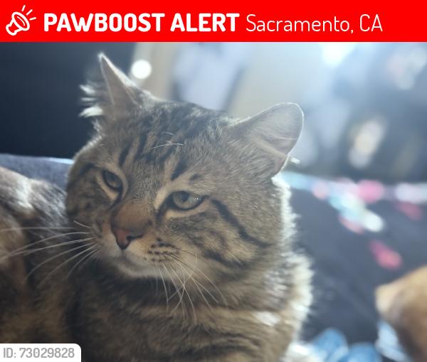 Lost Male Cat last seen Stockton blv, Sacramento, CA 95824