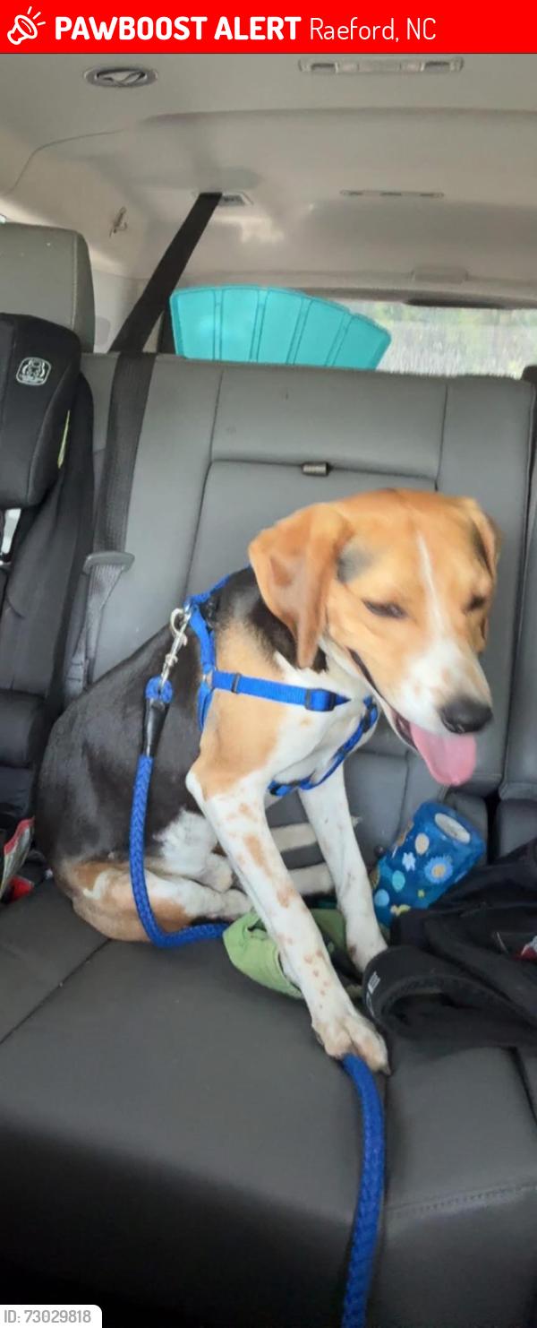 Lost Male Dog last seen O’Hara drive and o’glesby drive , Raeford, NC 28376