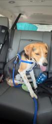 Lost Male Dog last seen O’Hara drive and o’glesby drive , Raeford, NC 28376