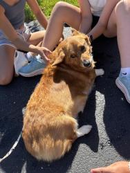 Found/Stray Male Dog last seen Washington and Turf Lane, Wheaton, Wheaton, IL 60187