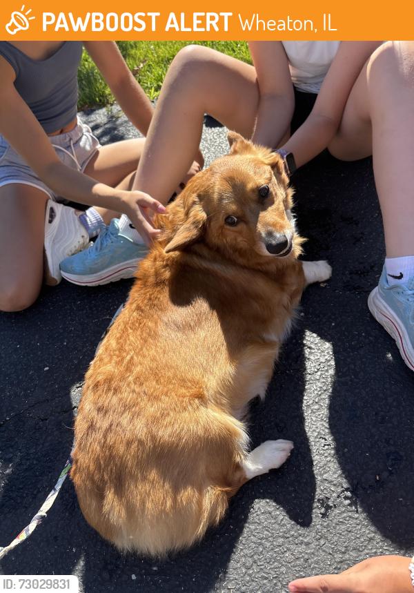 Found/Stray Male Dog last seen Washington and Turf Lane, Wheaton, Wheaton, IL 60187