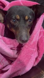Lost Male Dog last seen Hausman/ Babcok, San Antonio, TX 78249
