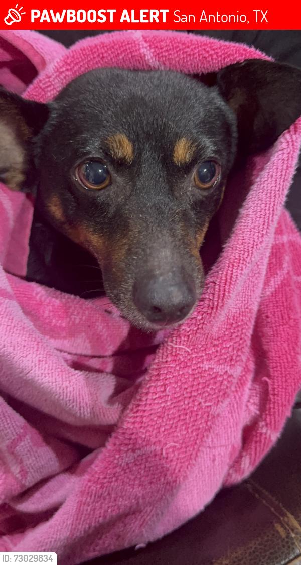Lost Male Dog last seen Hausman/ Babcok, San Antonio, TX 78249