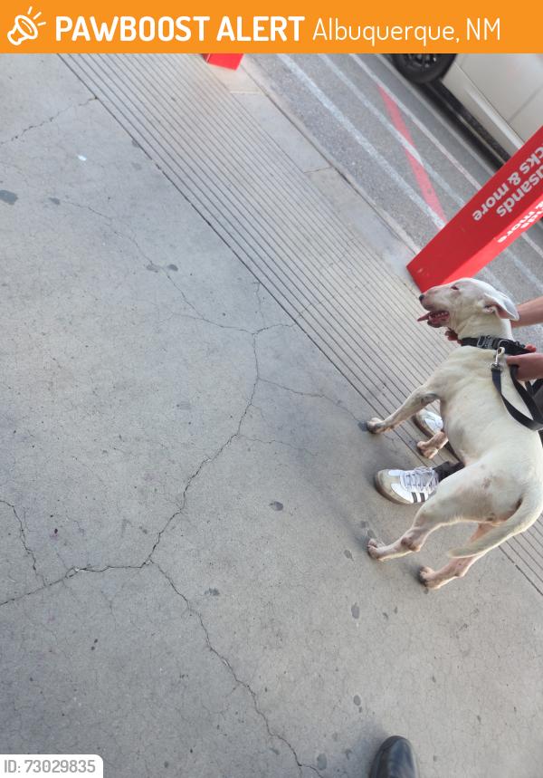 Found/Stray Male Dog last seen Walmart on Wyoming, Albuquerque, NM 87112