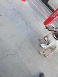 Found/Stray Male Dog last seen Walmart on Wyoming, Albuquerque, NM 87112
