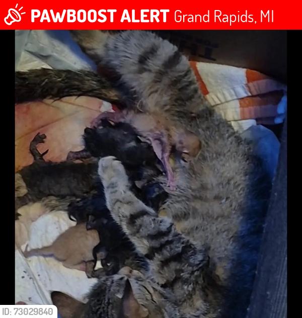 Lost Unknown Cat last seen Boston square area, Grand Rapids, MI 49507