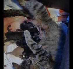 Lost Unknown Cat last seen Boston square area, Grand Rapids, MI 49507