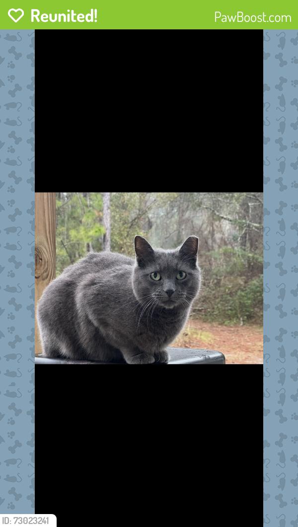 Reunited Male Cat last seen Lannie rd, Jacksonville, FL 32218