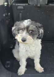 Reunited Female Dog last seen 41st St. & Mountain Dr., Arrowhead Farms, CA, Arrowhead Farms, CA 92407