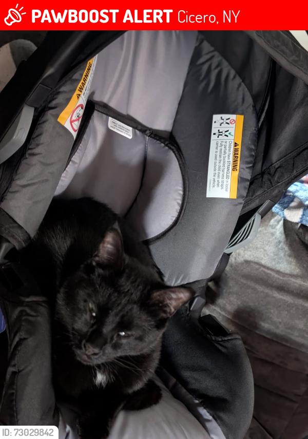 Lost Male Cat last seen South Bay road, Cicero, NY 13039