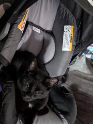 Lost Male Cat last seen South Bay road, Cicero, NY 13039