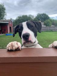 Found/Stray Male Dog last seen N hill & Boat Club, Fort Worth, TX 76135