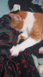 Reunited Male Cat last seen Near North Ave and Kimball , Chicago, IL 60651