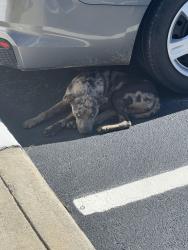 Found/Stray Male Dog last seen Hampton Village apmts, Rocky Mount, NC 27804