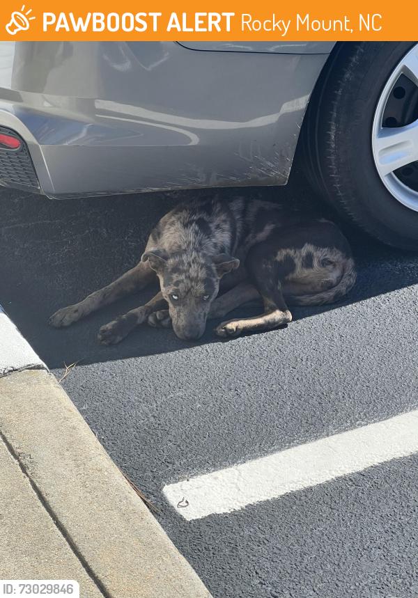 Found/Stray Male Dog last seen Hampton Village apmts, Rocky Mount, NC 27804