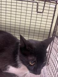 Shelter Stray Female Cat last seen , 3201 Lacy St, Los Angeles, CA 90031, USA