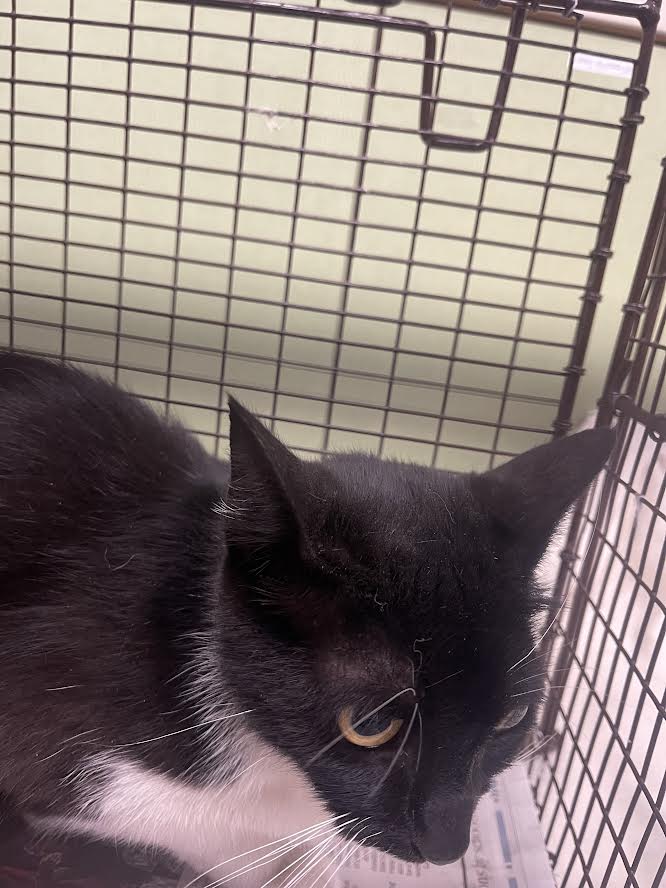 Shelter Stray Female Cat last seen , 3201 Lacy St, Los Angeles, CA 90031, USA
