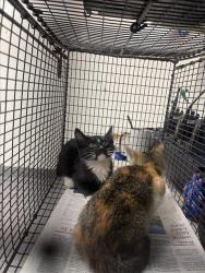 Shelter Stray Unknown Cat last seen , 3201 Lacy St, Los Angeles, CA 90031, USA