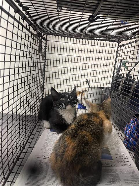 Shelter Stray Unknown Cat last seen , 3201 Lacy St, Los Angeles, CA 90031, USA