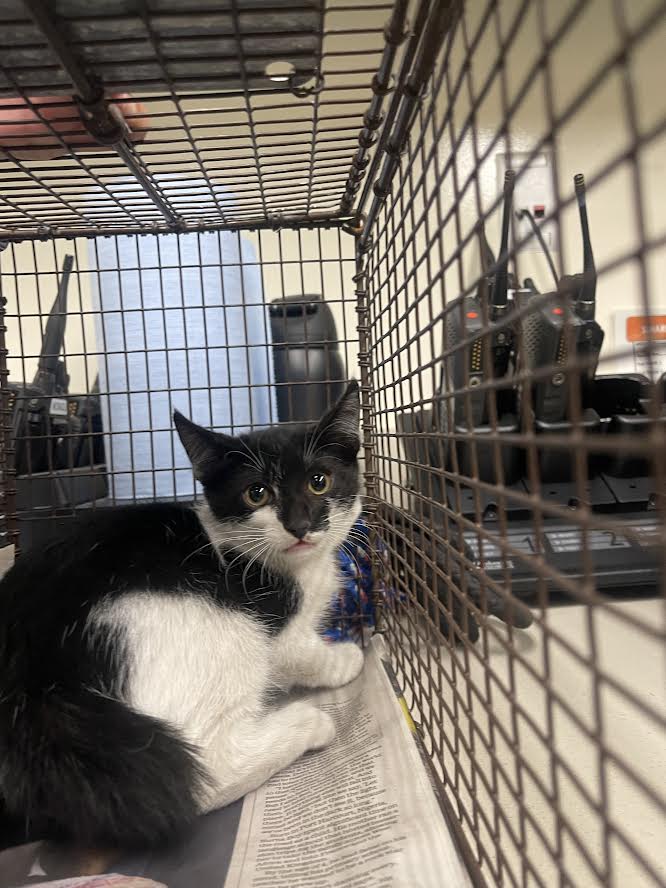 Shelter Stray Unknown Cat last seen , 3201 Lacy St, Los Angeles, CA 90031, USA