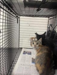 Shelter Stray Female Cat last seen , 3201 Lacy St, Los Angeles, CA 90031, USA
