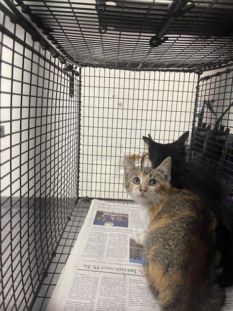 Shelter Stray Female Cat last seen , 3201 Lacy St, Los Angeles, CA 90031, USA