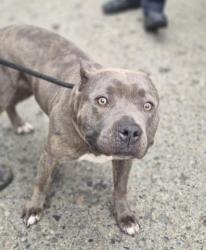Shelter Stray Female Dog last seen Near BLOCK MURRAY HILL ST, DETROIT, MI 48235, 7401 Chrysler Dr, Detroit, MI 48211, USA