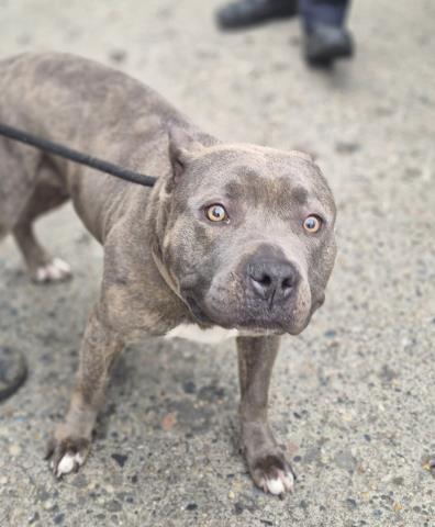 Shelter Stray Female Dog last seen Near BLOCK MURRAY HILL ST, DETROIT, MI 48235, 7401 Chrysler Dr, Detroit, MI 48211, USA