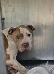 Shelter Stray Female Dog last seen Near BLOCK NORTHLAWN ST, DETROIT, MI 48221, 7401 Chrysler Dr, Detroit, MI 48211, USA